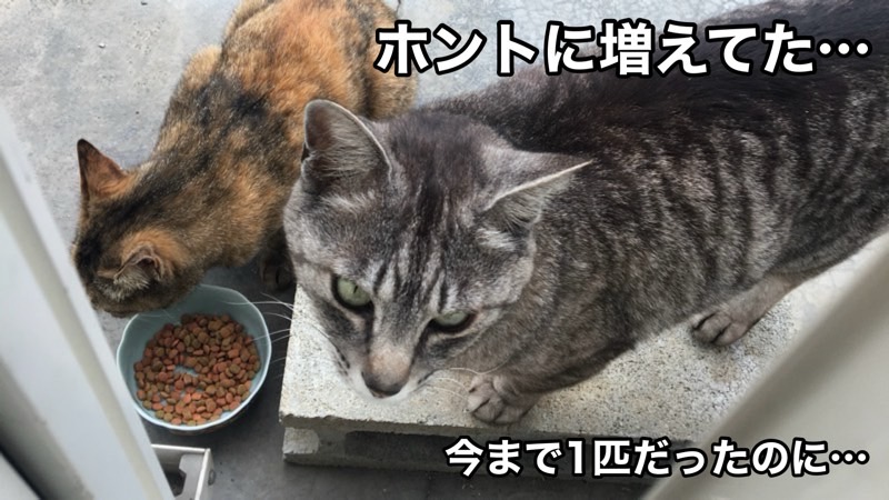 外猫さんが2匹に…