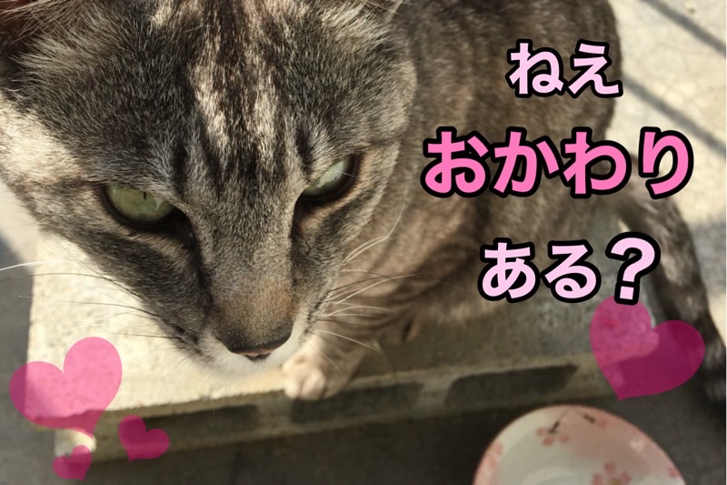 外猫さん、おかわり要求