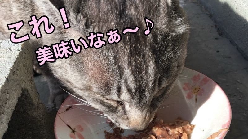 ご飯を食べる外猫さん