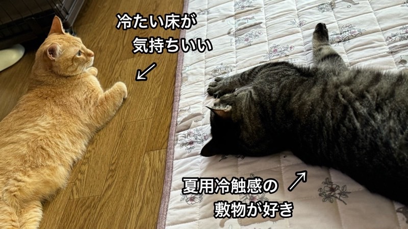 2匹の猫の好みの場所