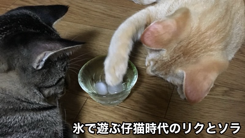 氷で遊ぶ猫