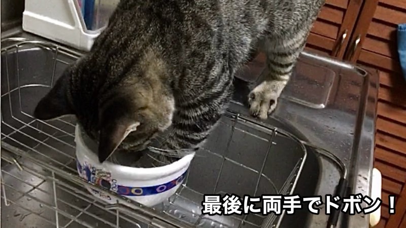 水遊び中の猫