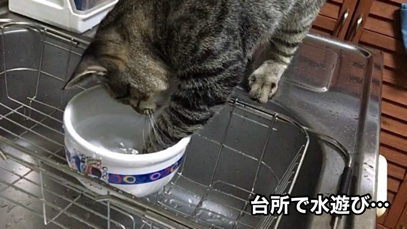 仔猫の頃のリク