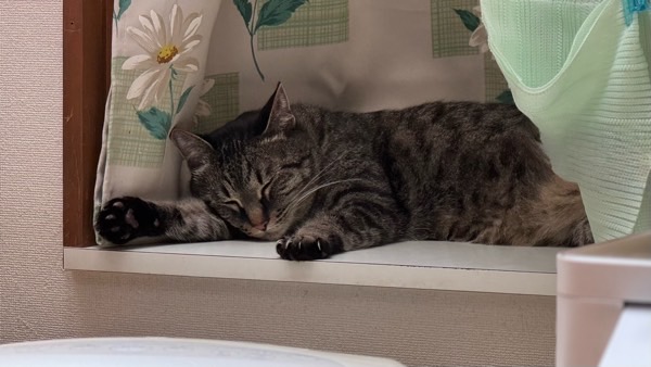 少し高いところ（出窓）でスヤスヤ眠る猫