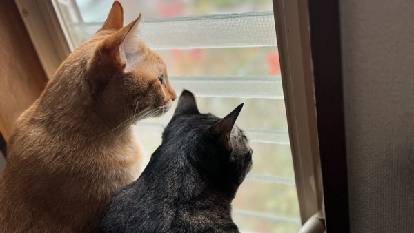 茶トラ猫とキジトラ猫が肩を並べて窓から外をじっと眺めている後ろ姿。