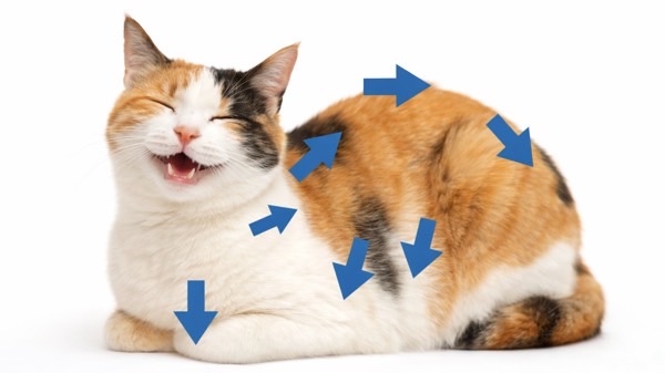 ブラッシング方向を示した図解付きの、ニコニコ笑顔の三毛猫