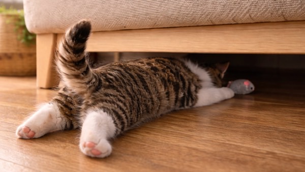 ソファの下に潜り込み、おもちゃを追いかける猫。後ろ足としっぽだけが見えている遊び心あふれる姿