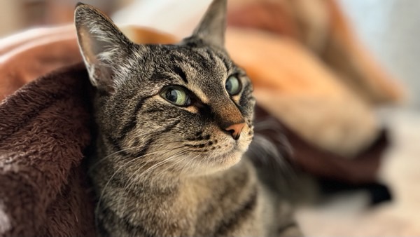 毛布に包まれながら目を開けてくつろぐキジトラ猫。眠る直前のリラックスした表情。