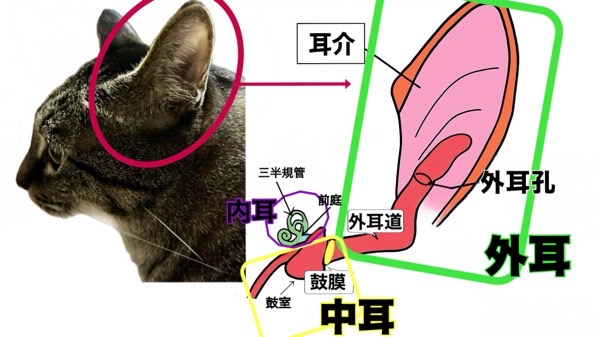 猫の耳の外耳・中耳・内耳の構造を示した図。耳介から鼓膜、前庭、三半規管までの位置関係を分かりやすく解説したイラスト。
