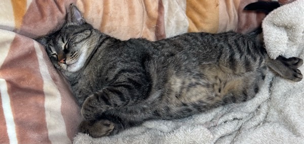 布団の上でお腹を出してぐっすり眠る猫の寝姿。