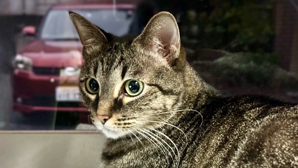 窓辺で外をじっと見つめる猫。外の景色を眺めて過ごす落ち着いた猫の様子