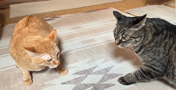 緊張した様子で向かい合うリクとソラ。茶トラのソラとキジトラのリクが慎重に相手の様子を伺っている場面