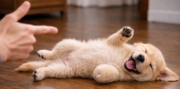 可愛い犬が飼い主の『バン！』とピストル音の口真似でパタンと倒れて遊んでいる様子