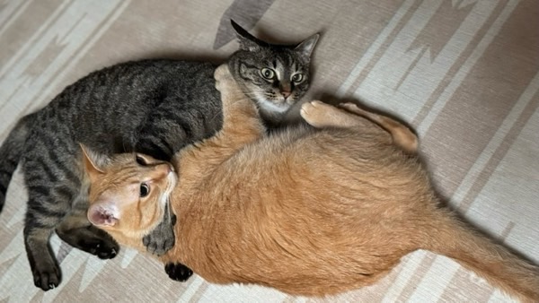 茶トラとキジトラが床の上で戯れ合っている。お互いに首を掴んでいるが、安心した表情を見せている。