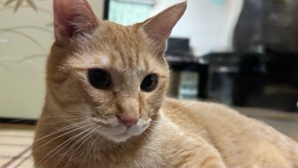 落ち着いた表情で横を見つめる茶トラ猫の横顔。柔らかな光に包まれた穏やかな雰囲気。