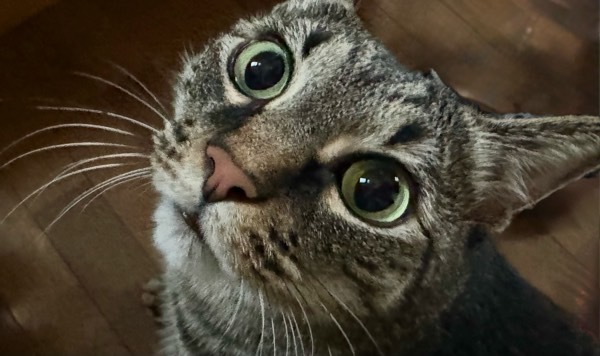 こちらを見上げて大きな瞳をウルウル輝かせるキジトラ猫。訴えるような表情が印象的。