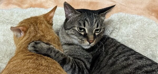 ふかふかのクッションの上で寄り添う2匹の猫。キジトラが前足を添えて、穏やかな時間を過ごしている様子。