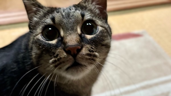 大きな瞳でじっと見つめてくるキジトラ猫。何かを訴えるような愛らしい表情が印象的。