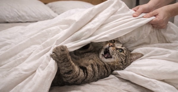 布団カバーの交換中に潜り込み、前足で引っ張って遊ぶ猫のいたずら行動