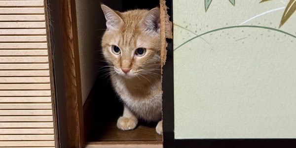 節分の騒音を避けて、静かな場所から様子をうかがう猫の姿