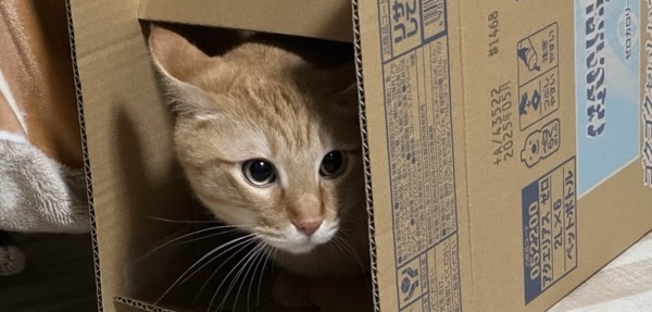 節分の騒がしさを避けて、段ボール箱の中に身を隠す猫の様子